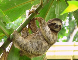 Costa Rica busca evitar selfies que molestan a los animales silvestres