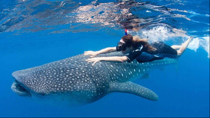 Fotografía cedida por Newlink en donde se aprecia un tiburón ballena nadar con un tiburón ballena en Isla Mujeres. Foto: EFE