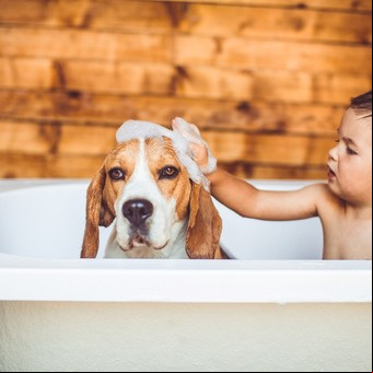 Todo lo que tenés que saber si esperas un bebé y tenés una mascota