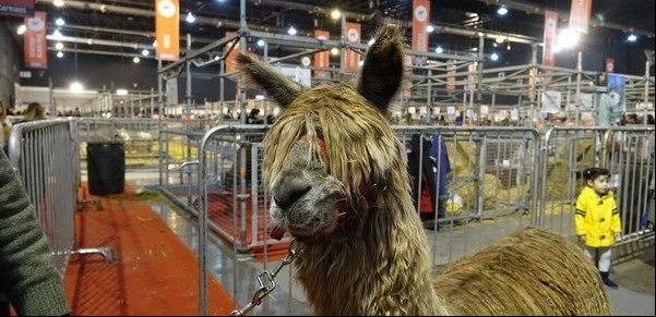 Exposición Rural 2017: los cuatro animales imperdibles de la muestra