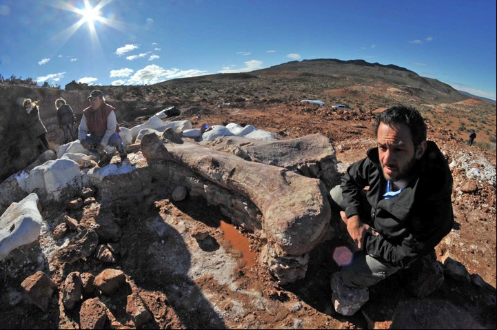 Este ejemplar fue de gran importancia para entender la evolución de los dinosaurios titanosaurios. Foto: Daniel Feldman - Clarín.