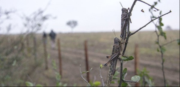 La plaga que resurgió en 2015 y hoy afecta a varias provincias del país 