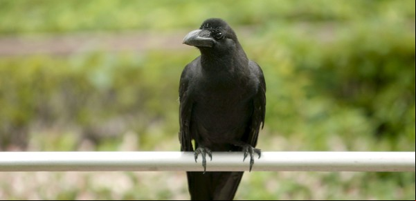 Cuervos sorprenden a la comunidad científica: hallazgo revela que estas aves tienen una habilidad que se creía única del ser humano