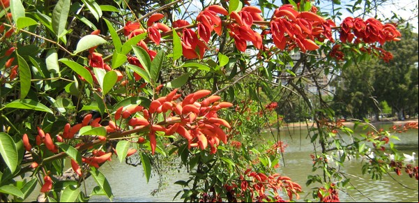 ¿Cuál es la flor nacional argentina?: esto cuenta su curiosa leyenda