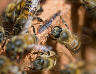 ¿Qué pasaría si todos los insectos de la Tierra desaparecieran?