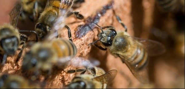 ¿Qué pasaría si todos los insectos de la Tierra desaparecieran?