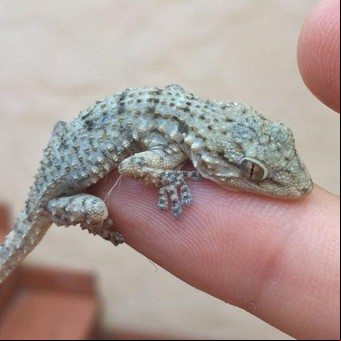 Conocé la forma más efectiva de sacar las lagartijas de tu casa: qué fenómeno trae a estos reptiles