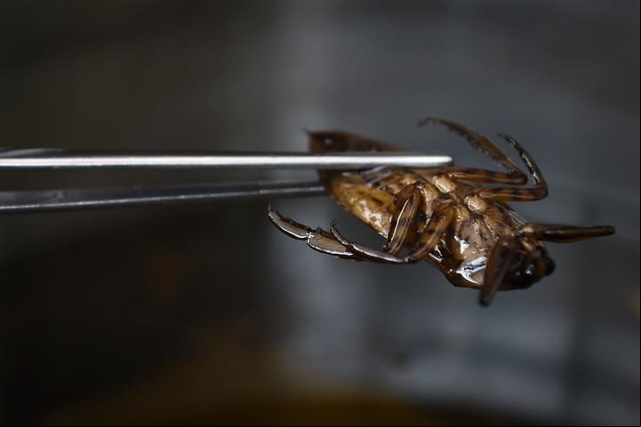 Insectos. Aseguran que el 50% de su cuerpo es proteínas (AFP)