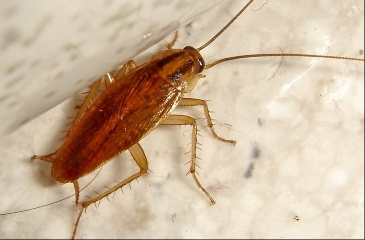 La cucaracha germánica es la otra especie casi indestructible (Archivo Clarín)