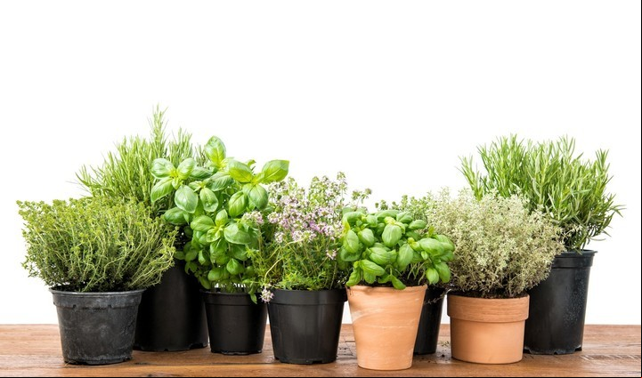 Hierbas y plantas aromáticas se pueden cultivar en el balcón o la cocina.