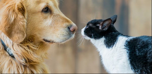 Animales, del amor al maltrato: el sorprendente libro editado por Leila Guerriero, gratis para lectores de Clarín