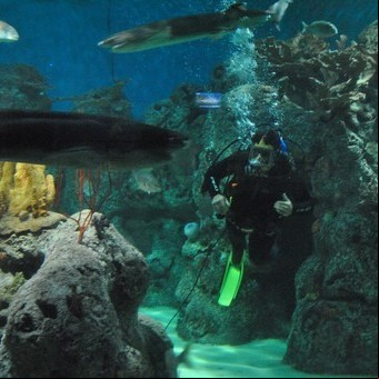 Trabajar entre tiburones: la difícil tarea de reparar un acuario que recrea al Mar Argentino