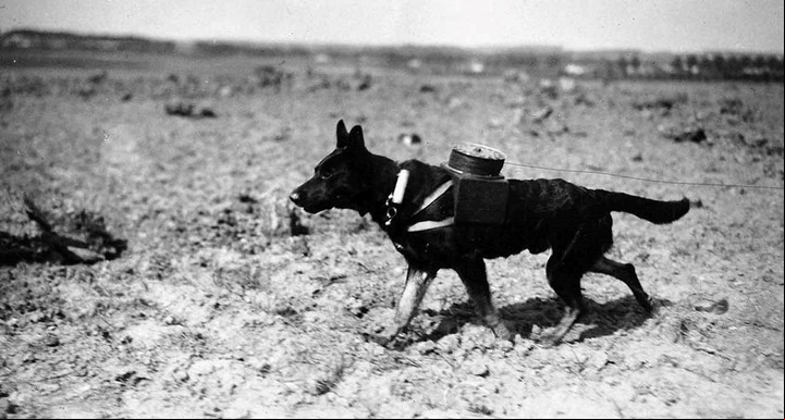 Perros en combate durante la primera guerra mundial.