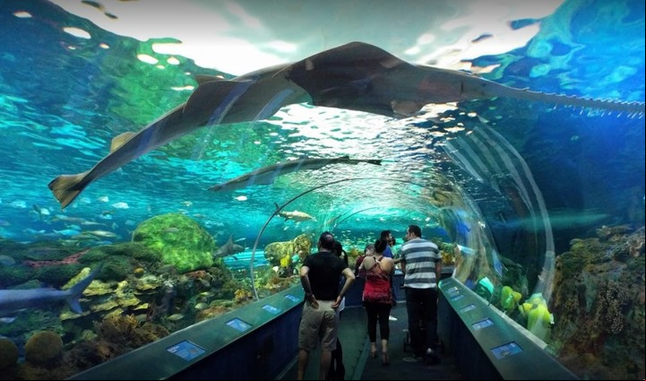 Entre otros entretenimientos, el acuario Ripley’s ofrece un viaje por túneles transparentes en una cinta transportadora.