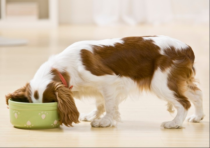 La lista de alimentos prohibidos para los perros incluye: chocolate, café, palta (por su piel), uvas, cebolla, ajo y tomate verde (sin madurar), entre otros.