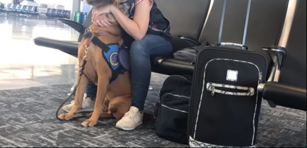 Cariño en el momento justo: así reacciona un perro de terapia ante un ataque de pánico de su dueña