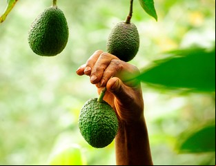 Cáscaras de palta: los sorprendentes usos que pocos conocen