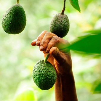 Cáscaras de palta: los sorprendentes usos que pocos conocen
