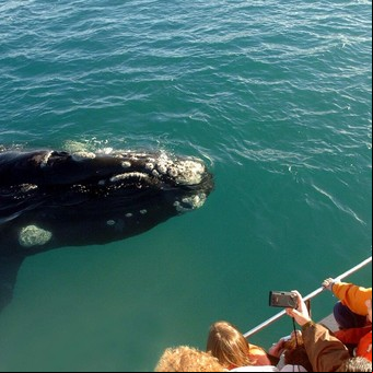 El avistaje de ballenas de Península Valdés, el mejor de Sudamérica