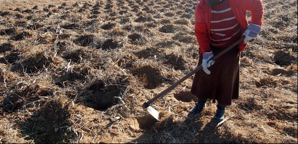 David Laborde: La seguridad alimentaria y la nutrición en tiempos de crisis económica y cambio climático