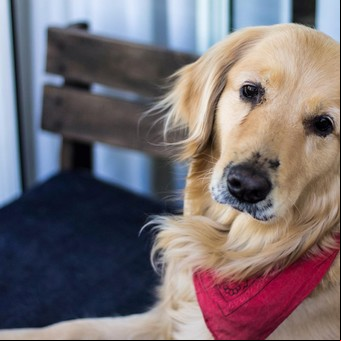 Crearon la primera red nacional de perros donantes de sangre