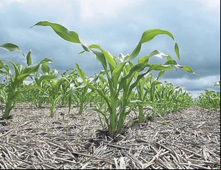 La participación del Estado en la renta agrícola fue menor en el último trimestre: 60,5%