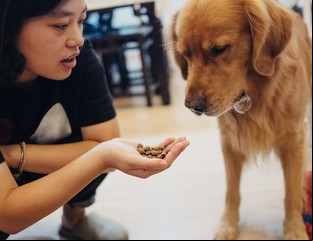 Cómo alimentar bien a un perro
