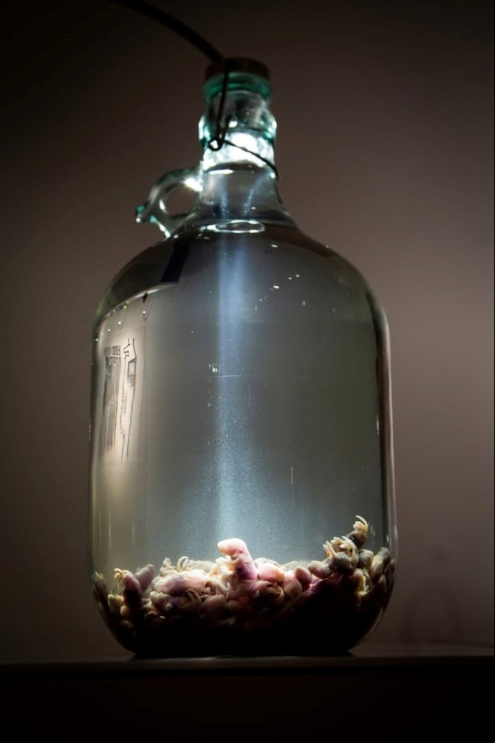 Foto: Thue disgusting food museum