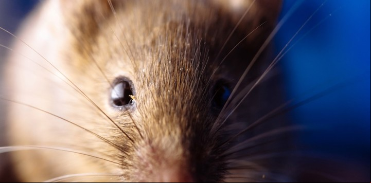 Soñar con ratas indica que se debe explorar y cuidar las áreas profesional y personal de la vida.