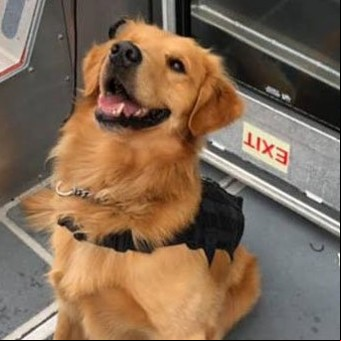 Realizaban una exhibición en una escuela con perros antidrogas y se llevaron una sorpresa