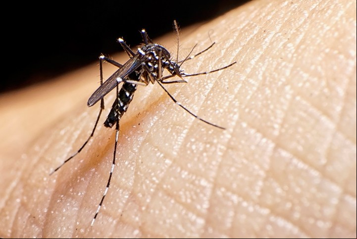 El mosquito Aedes aegypti, fácilmente reconocible por tener pequeñas manchas blancas. Foto: Archivo.