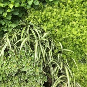 Lazos de amor y echeverias, plantas que vuelven a estar de moda