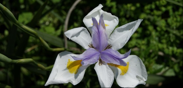 Cinco plantas duraderas y con flores llamativas
