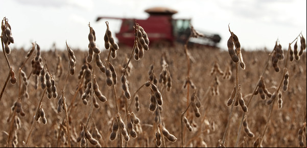 Mato Grosso: fortalezas y debilidades del Silicon Valley de la agricultura mundial