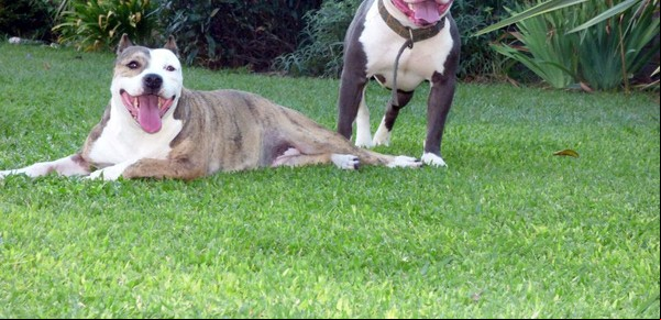 Pese a los altos costos y los ataques, no baja la venta de perros de guardia