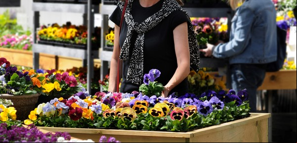 Cómo elegir las plantas y las flores en otoño
