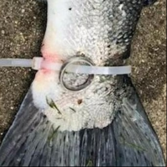 Pescó un anillo de bodas maldito atado a la cola de una trucha y escondía una historia de amor