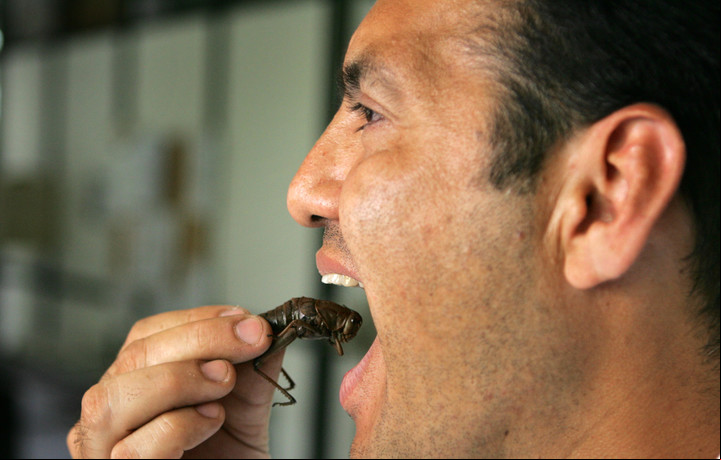 Los insectos son una excelente fuente de proteína.