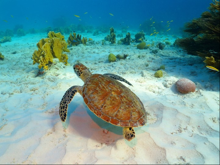 En Cozumel se ofrecen varias excursiones para hacer snorkel (shutterstock)