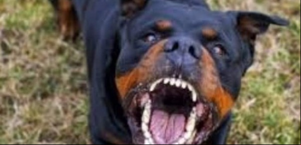"Lo mató, lo mató": un rottweiler atacó a su dueño y le destrozó la cara