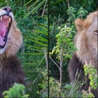 Un enorme león aterrorizó a un fotógrafo con un rugido y luego "se rió" de él