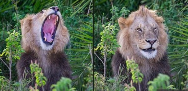 Un enorme león aterrorizó a un fotógrafo con un rugido y luego "se rió" de él