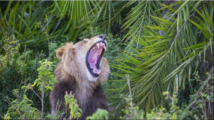 El león en pleno rugido amenazador (Facebook Gren Sowerby).