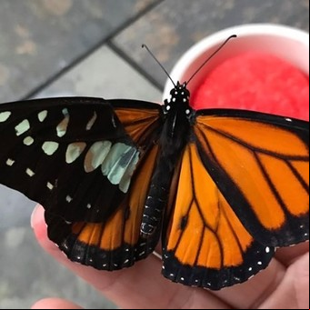 Operó a una mariposa a la que le faltaba un ala y el insecto volvió a volar