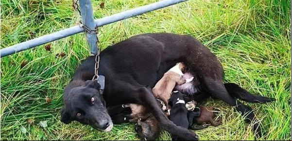 Encontraron a una perra abandonada y encadenada, amamantando a sus cachorros