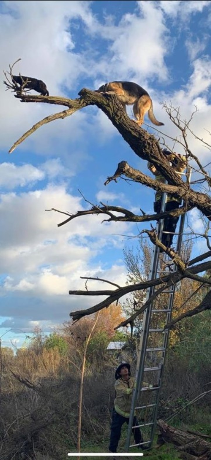 Los bomberos están acostumbrados a rescatar gatos de los árboles, pero se sorprendieron de ver también a un perro de gran tamaño (Facebook).