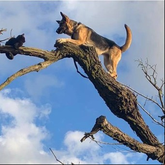 Un perro perseguía a un gato y ambos debieron ser rescatados por los bomberos