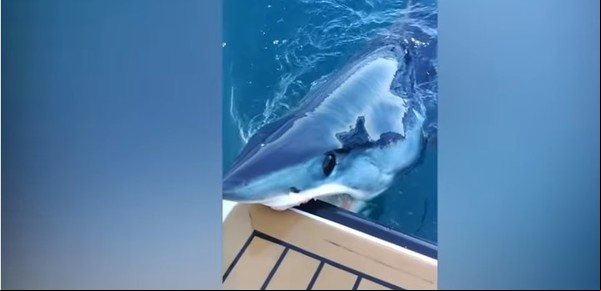 Instante aterrador: un mortal tiburón hundió sus dientes en un yate