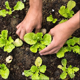Calendario de siembra: qué plantar en mayo en la huerta del balcón