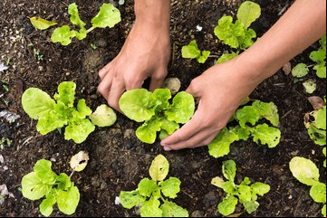 Calendario de siembra: qué plantar en mayo en la huerta del balcón
